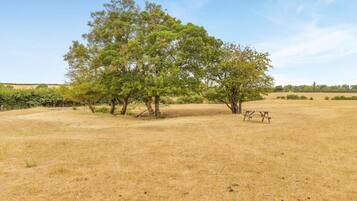 A dry grass field with a picnic table and a large tree.
