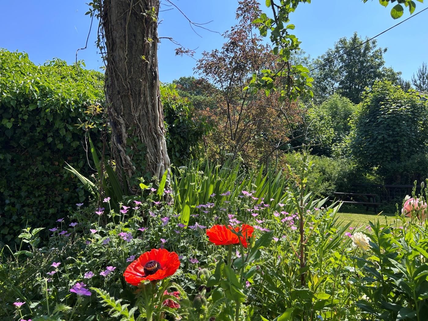 A garden with a variety of plants and flowers, including red poppies and purple flowers.