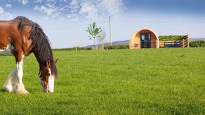 Een paard dat graast op een grasveld, met een rustiek gebouw op de achtergrond.