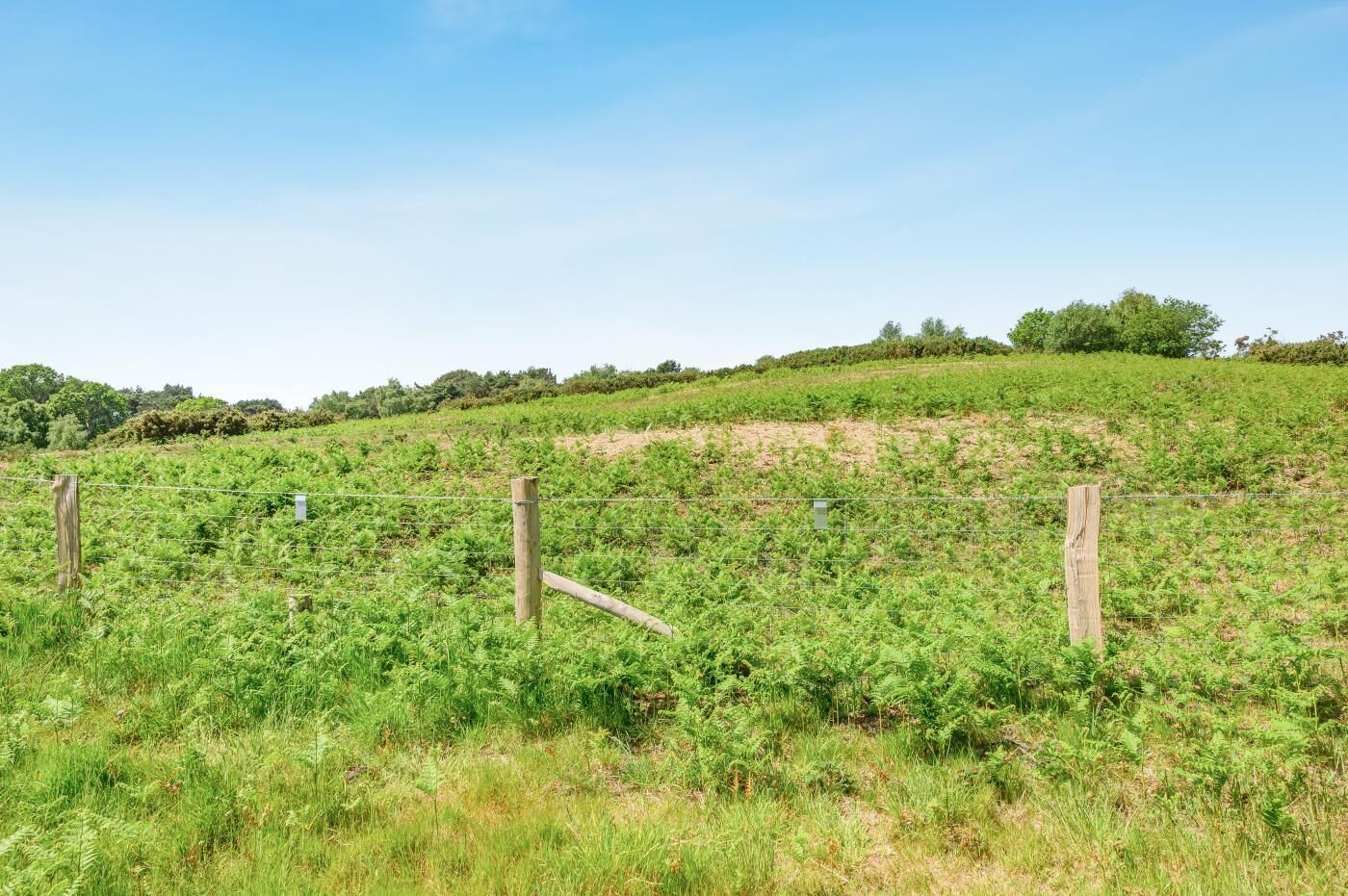 A vineyard with a wooden fence and a clear sky.