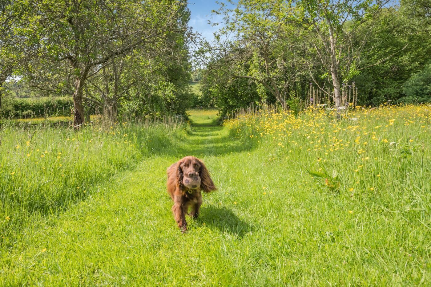 Ein Hund läuft auf einem grasbewachsenen Pfad, umgeben von Bäumen.
