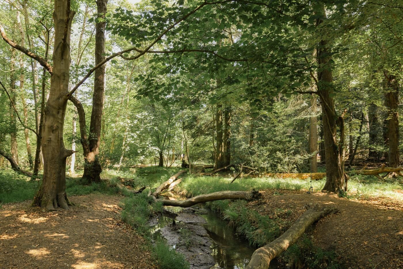 A forested area with a stream, trees, and a fallen log.