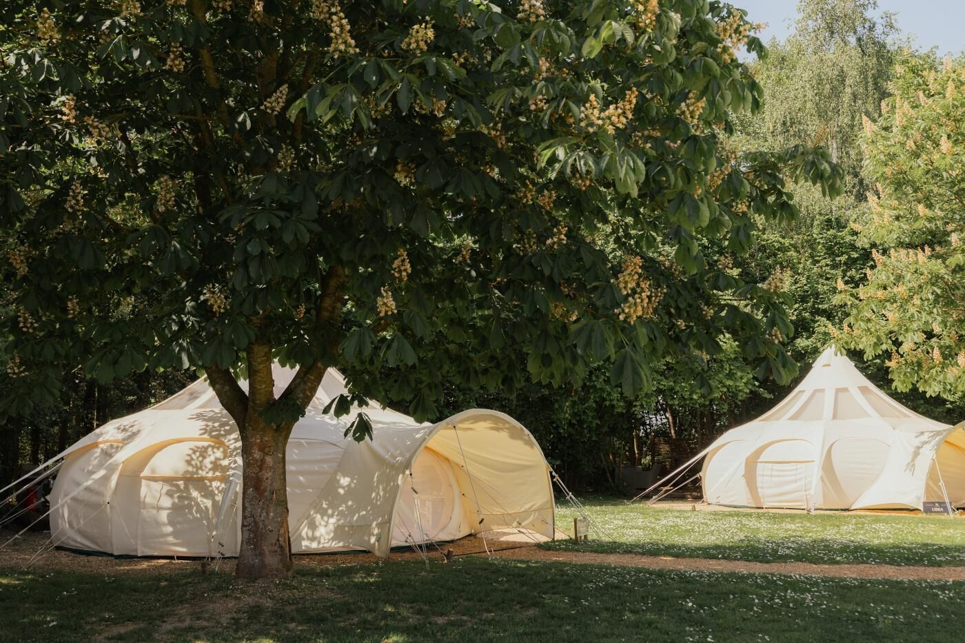 A row of dome-shaped tents in a grassy area with trees in the background.