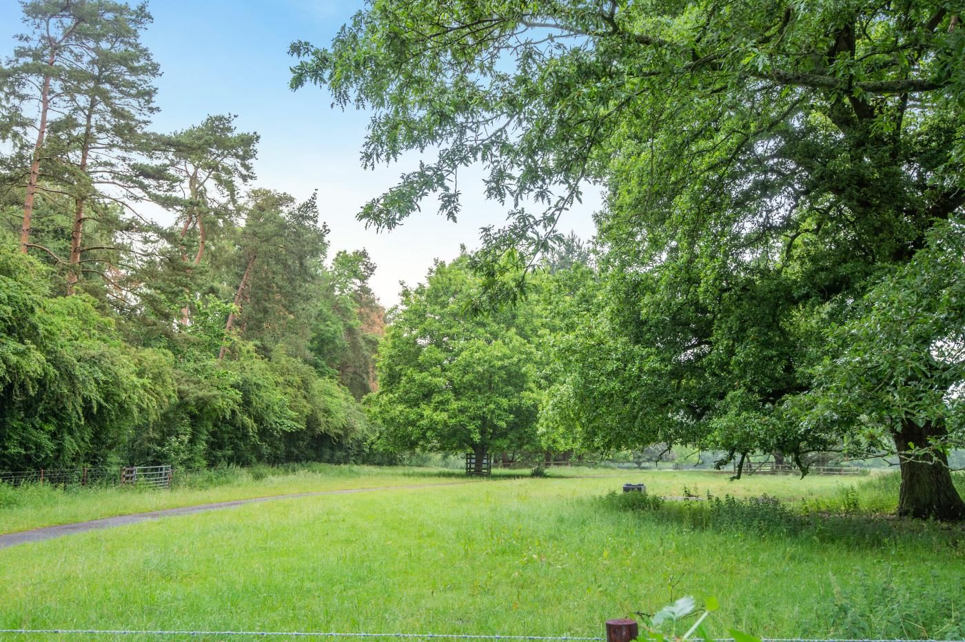 A grassy field with trees and a fence.
