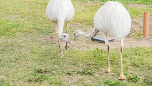 Duas avestruzes em um campo gramado com uma estrutura metálica ao fundo.