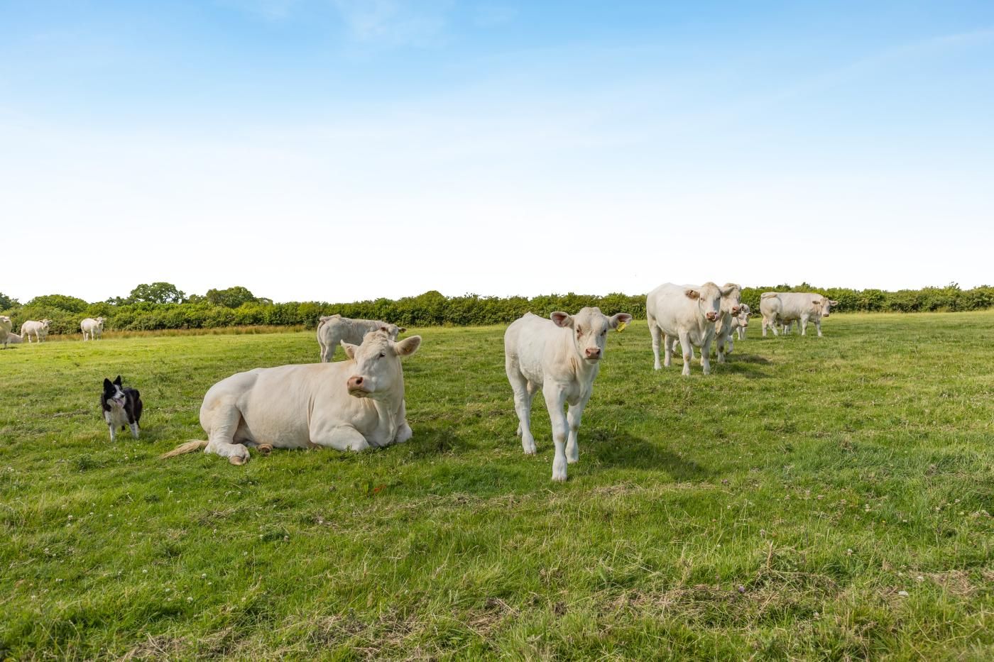 A grassy field with several white cows and a black and white dog.