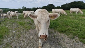 A cow in a field with other cows in the background. - 6 Bed in Meidrim (oc-b45396) (Meidrim)