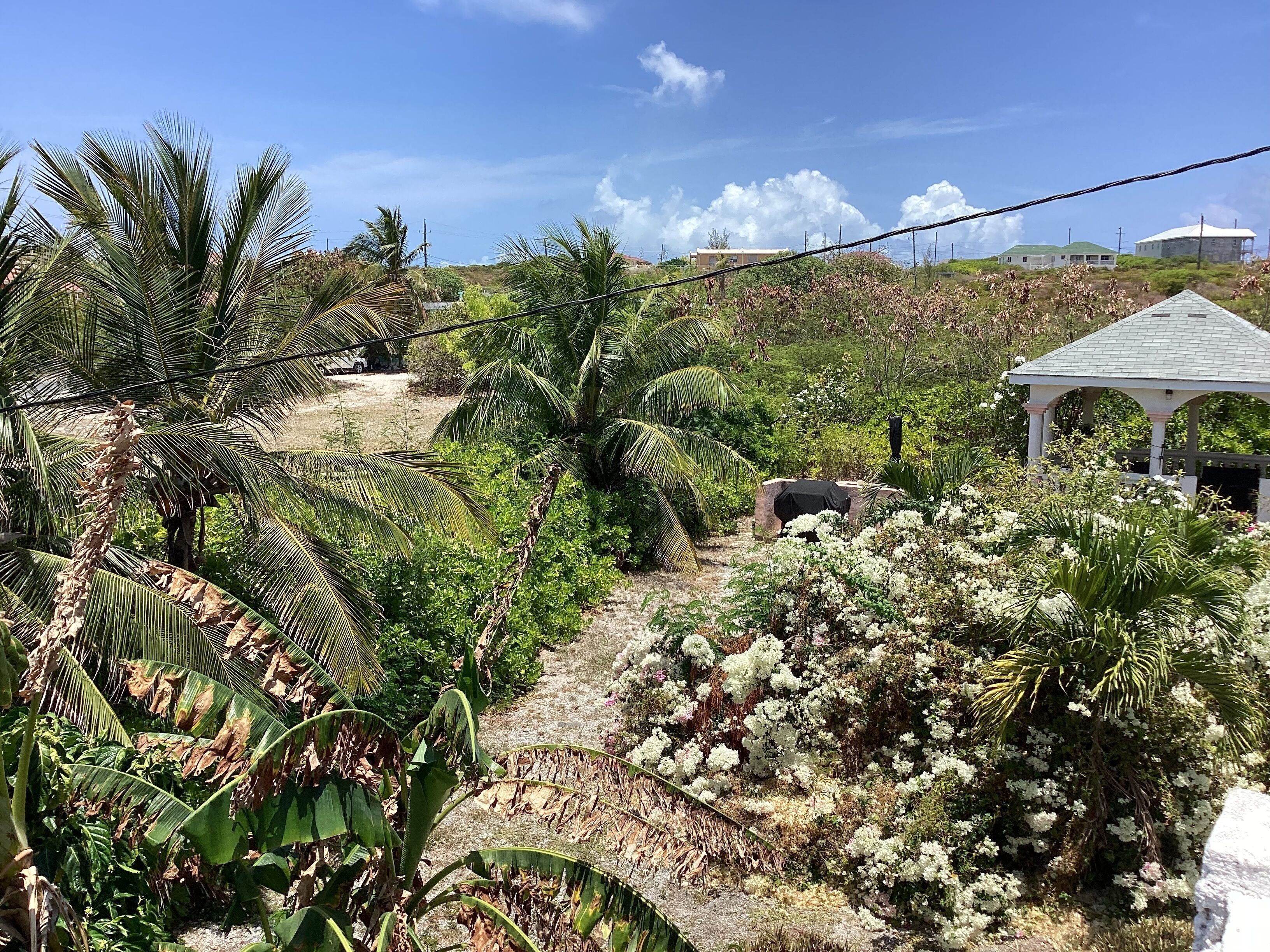 A garden with palm trees, a gazebo, and a pathway.