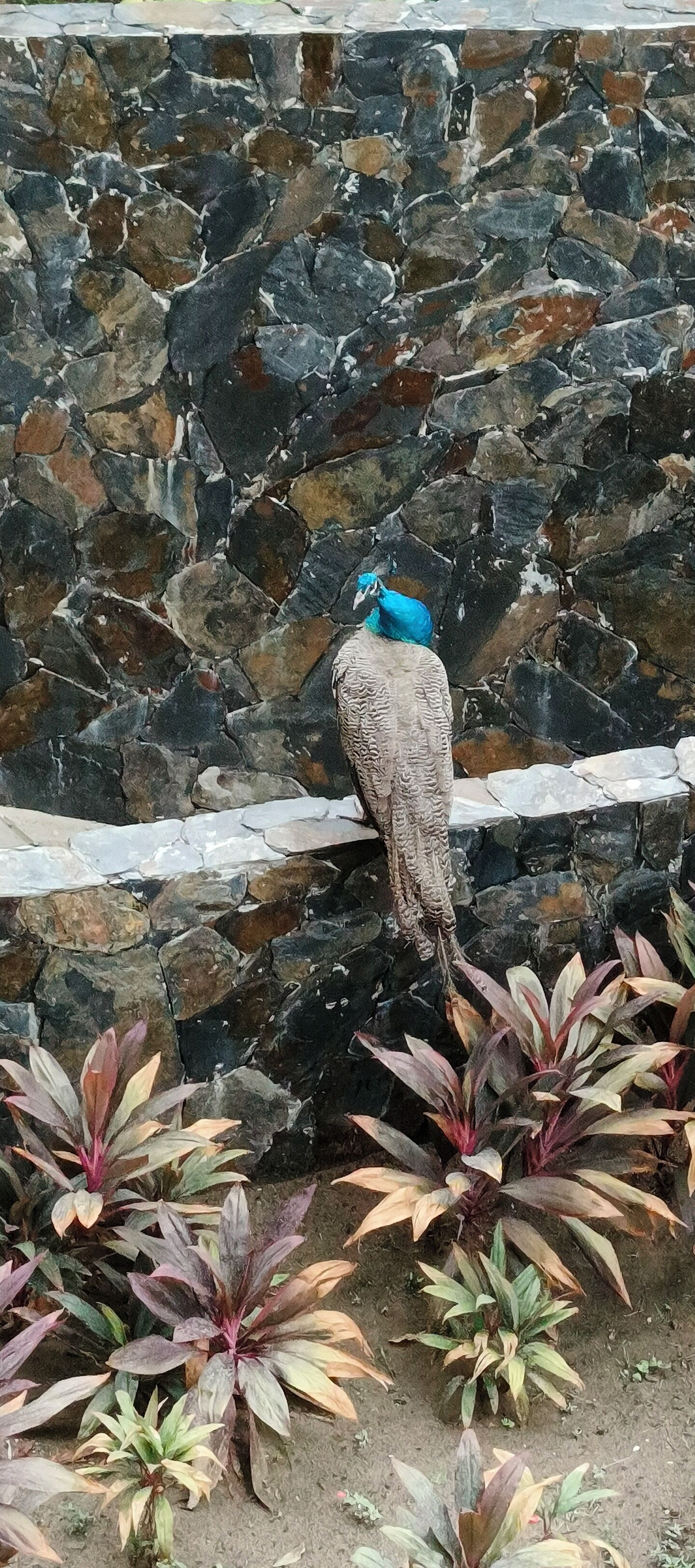Ein Pfau sitzt auf einer Steinmauer, im Vordergrund sind Pflanzen zu sehen.