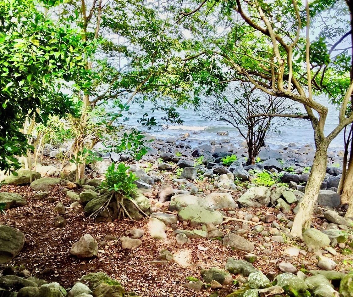 A natural landscape with a rocky shoreline, trees, and a body of water.