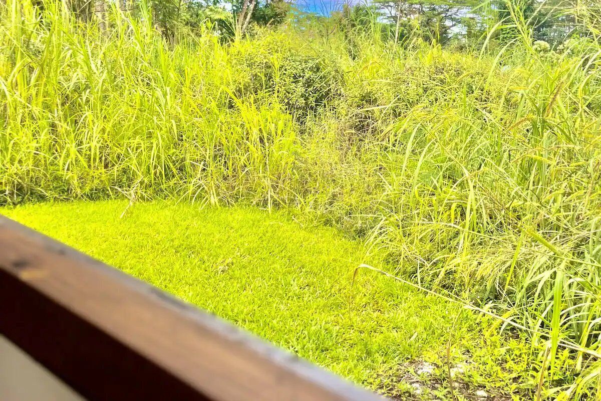 A grassy area with a wooden structure, possibly a deck or platform, surrounded by dense vegetation.