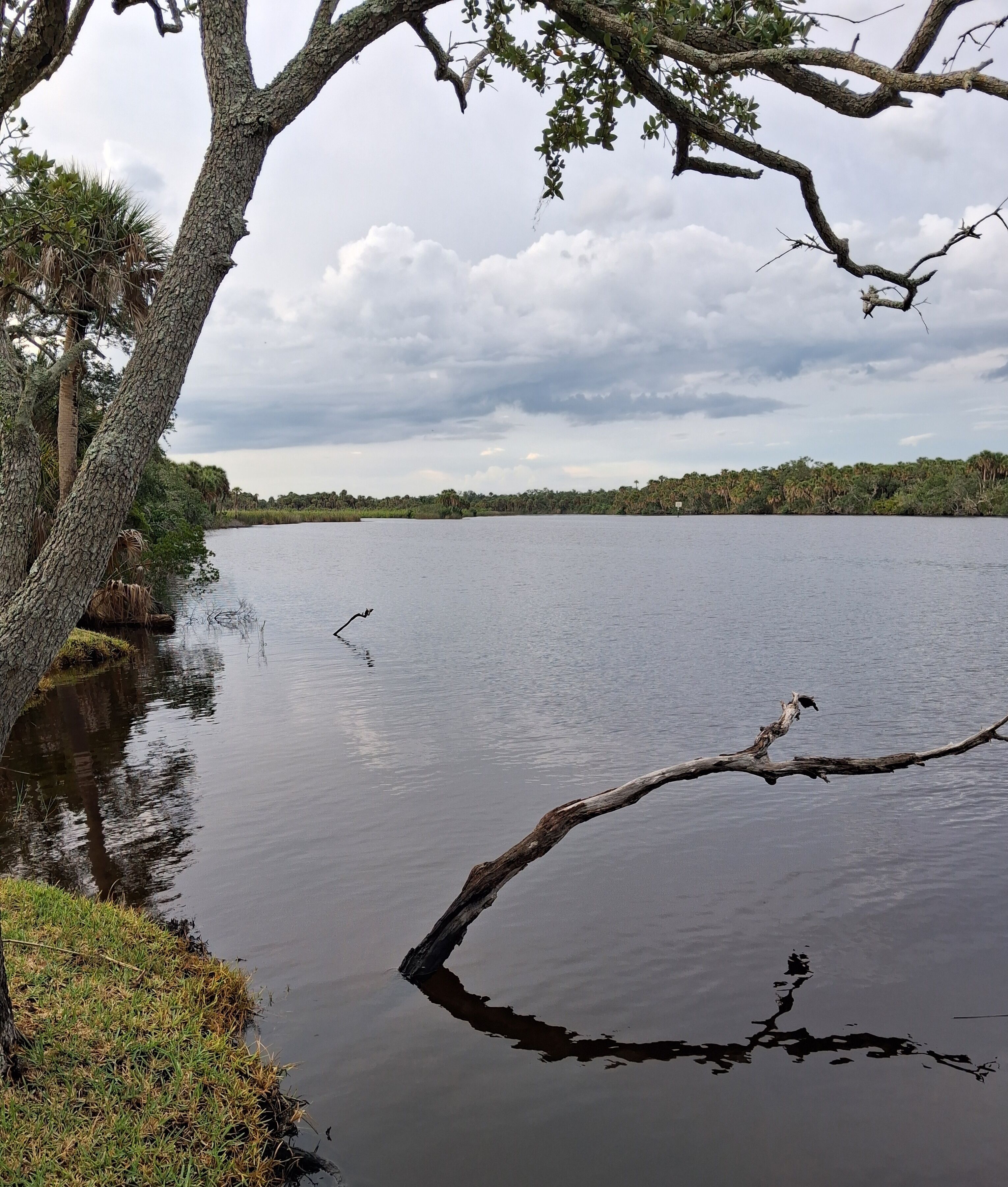 A calm lake with a tree branch extending over the water, surrounded by dense greenery.