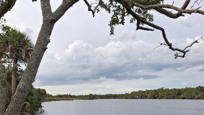 Un lago tranquilo con una rama de árbol que se extiende sobre el agua, rodeado de abundante vegetación.