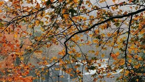Un bâtiment traditionnel doté d’une entrée moderne, entouré d’une cour dallée de pierres et agrémenté d’un arbre aux feuilles d’automne.