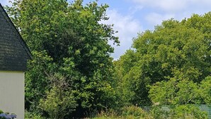 Ein Garten mit einem weißen Gebäude, üppigen Bäumen und einer Rasenfläche mit weißen Blüten.