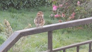 Ein Vogel sitzt auf einem hölzernen Geländer, im Hintergrund sind Grünpflanzen und rosa Blüten zu sehen.