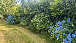 Ein Garten mit einem Rasenweg und dichter Hecken.