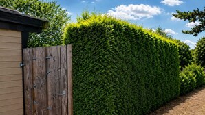 Une porte en bois, à côté d’une haie bien entretenue.