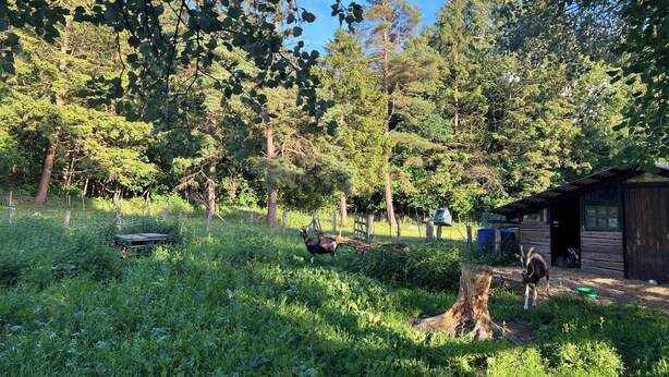 A rustic cabin surrounded by dense forest, a wooden bench, and a tree stump. - Cozy cabin for animal and nature lovers—near the forest and between the seas (Leck)