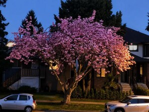 A residential area with a house, a tree with pink blossoms, and parked cars. - Comfy 2BR|3-min Walk to Bus|15-min Drive to DT/YVR (Vancouver)