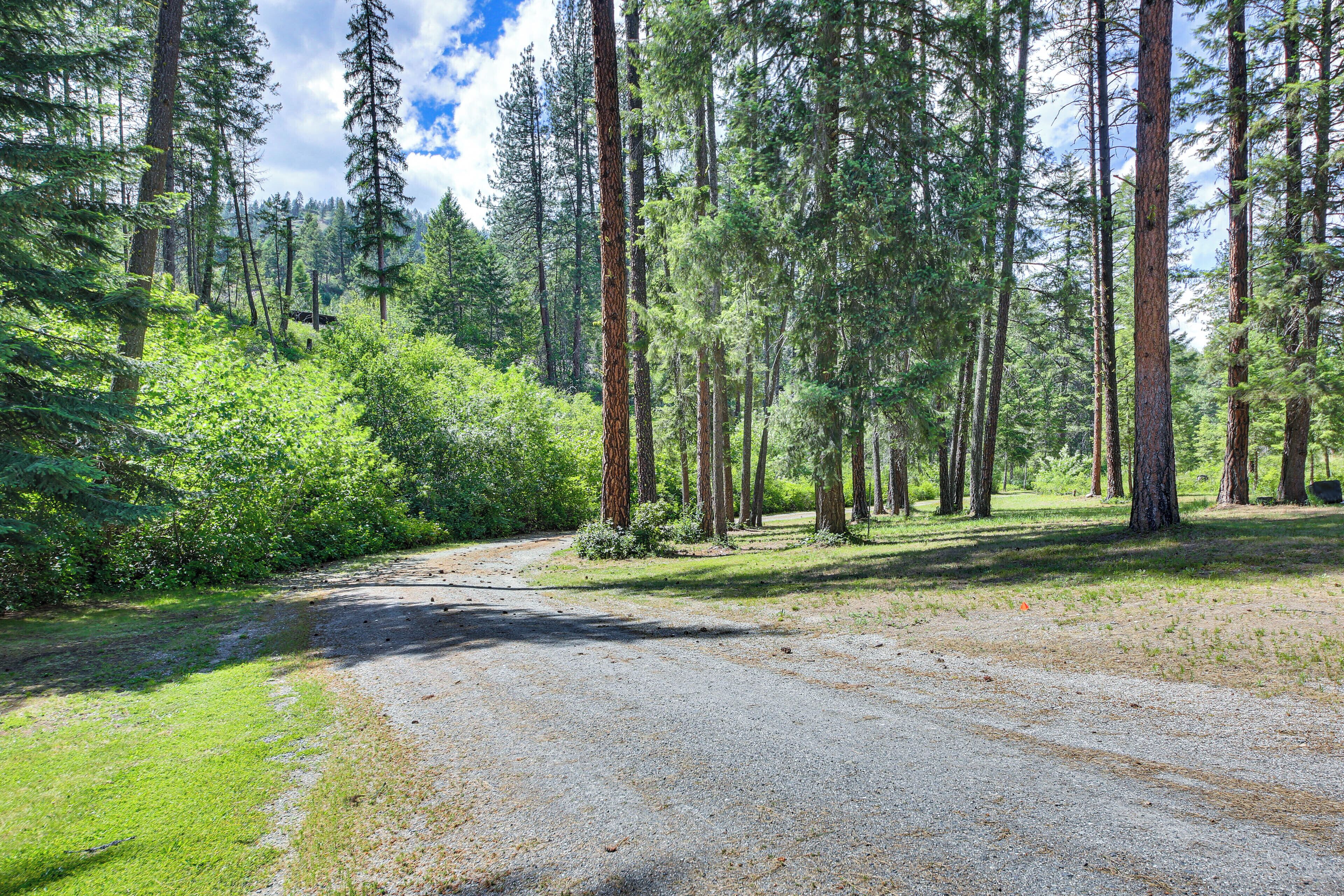 A forested area with a gravel path.