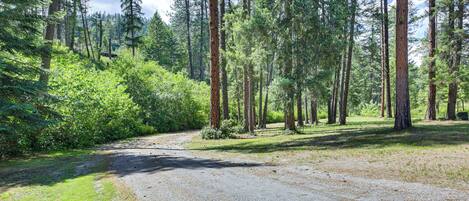 A forested area with a gravel path.