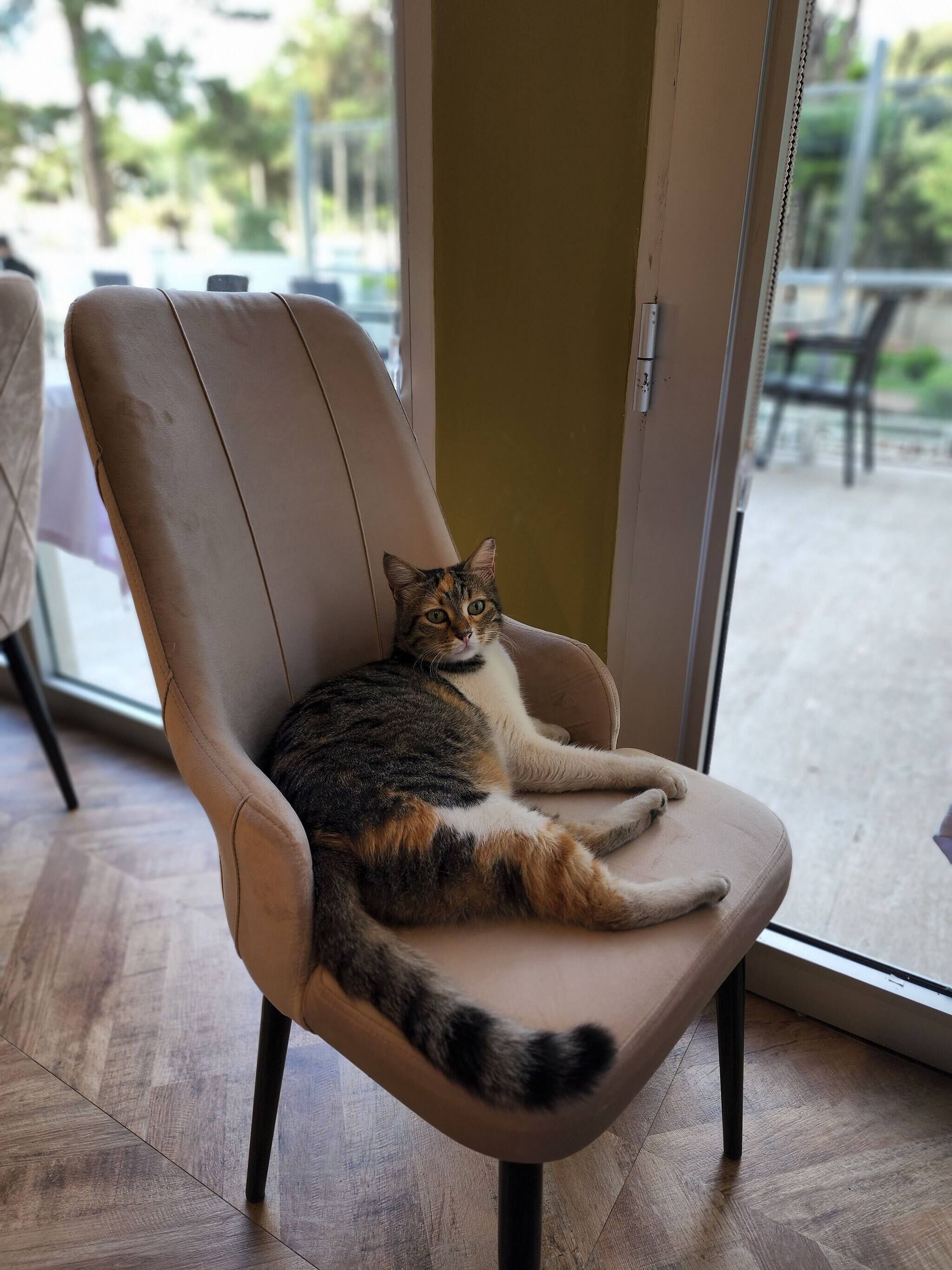 A cat sitting on a chair in a room with a wooden floor and a sliding glass door leading to an outdoor area.