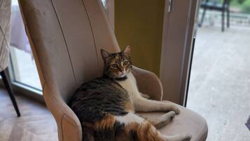 A cat sitting on a chair in a room with a wooden floor and a sliding glass door leading to an outdoor area.