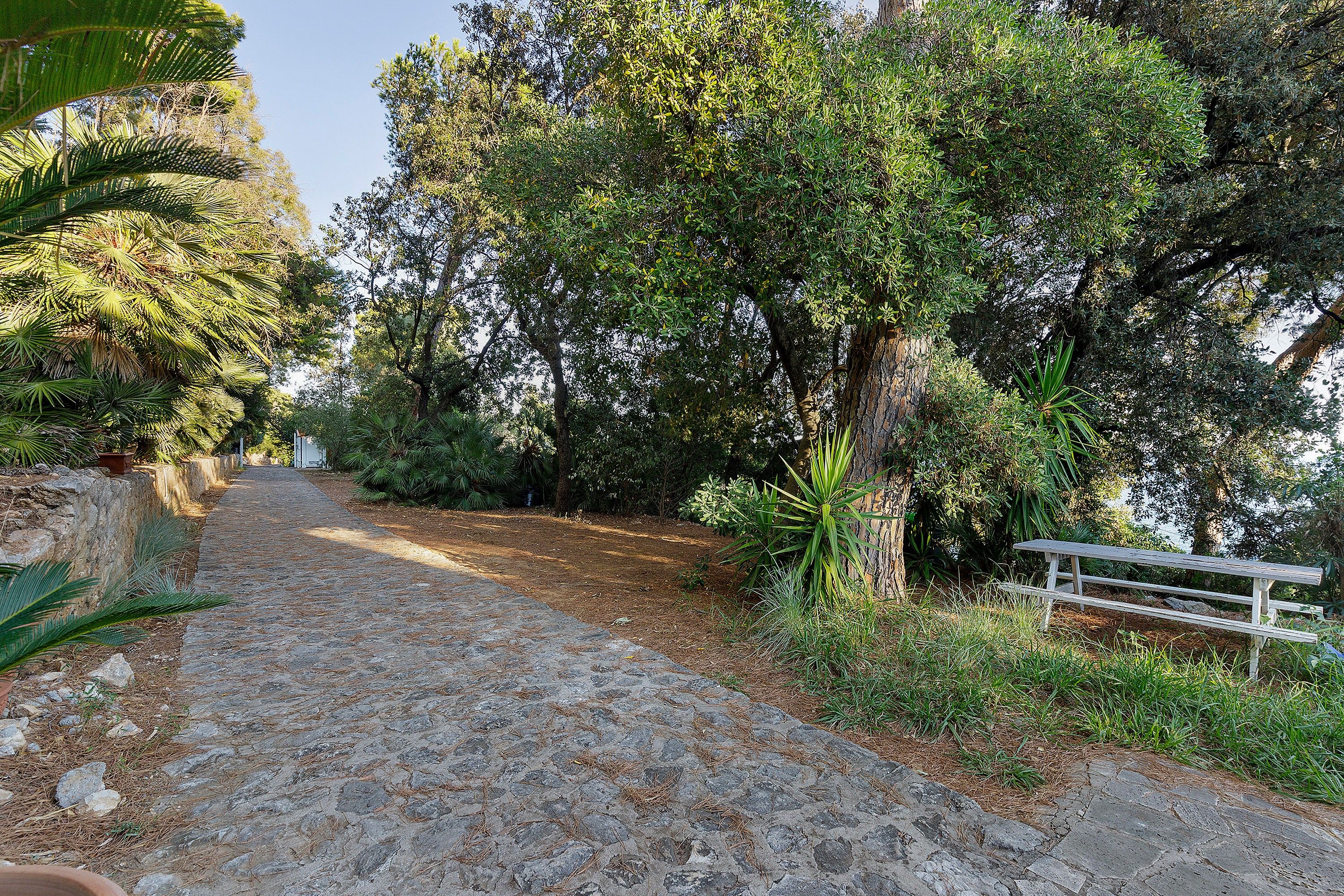 A stone pathway leading through a garden with various trees and a wooden bench.