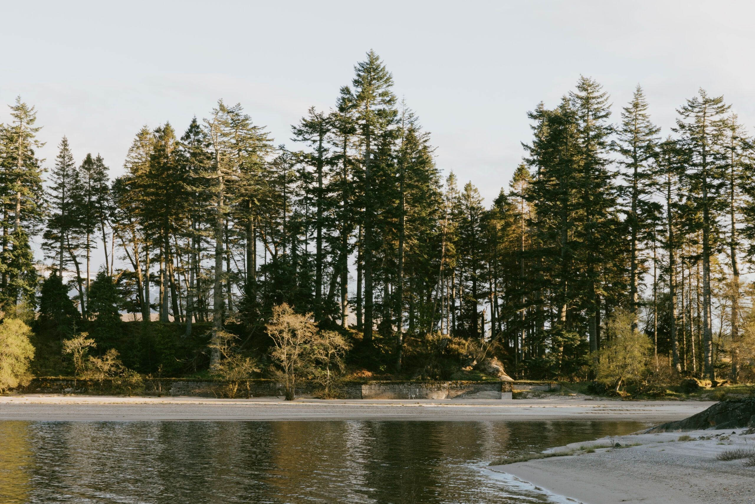 A forested area with a body of water and a sandy beach.