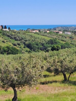 Eine hügelige Landschaft mit Olivenbäumen und Häusern im Hintergrund.