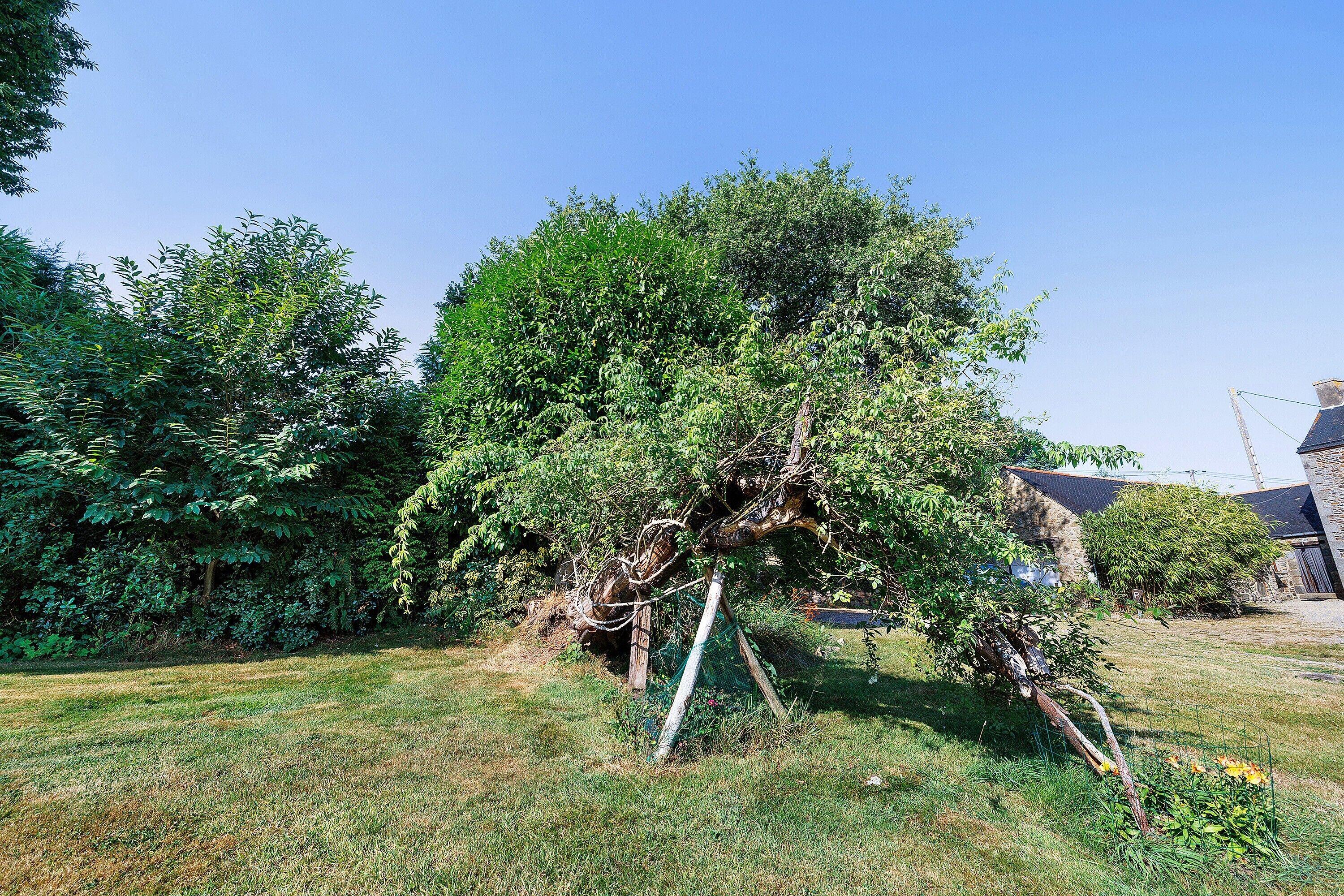 Ein Wohngebiet mit einem großen Baum, einer Rasenfläche und einem Steinhaus.