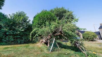 Ein Wohngebiet mit einem großen Baum, einer Rasenfläche und einem Steinhaus.