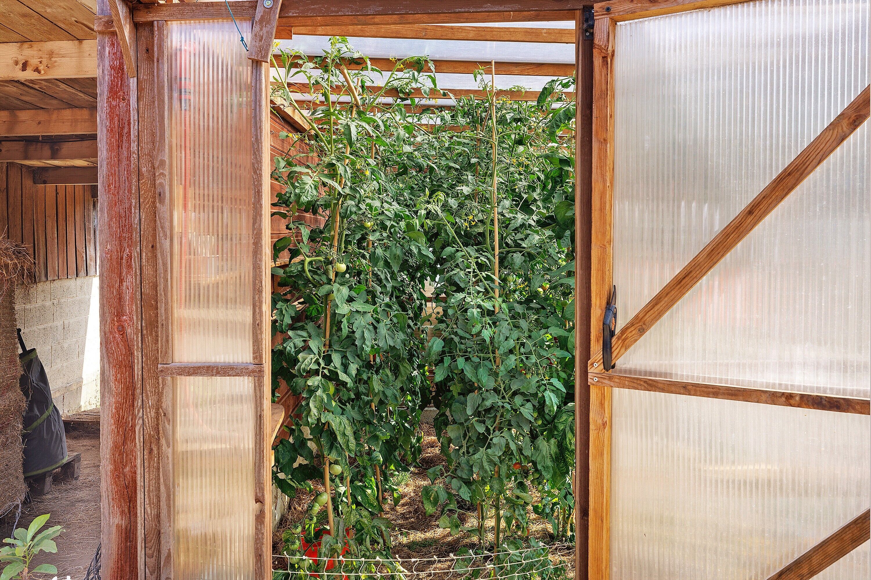 A wooden structure with a climbing plant, possibly a tomato plant, supported by a trellis.