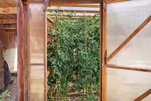 A wooden structure with a climbing plant, possibly a tomato plant, supported by a trellis.