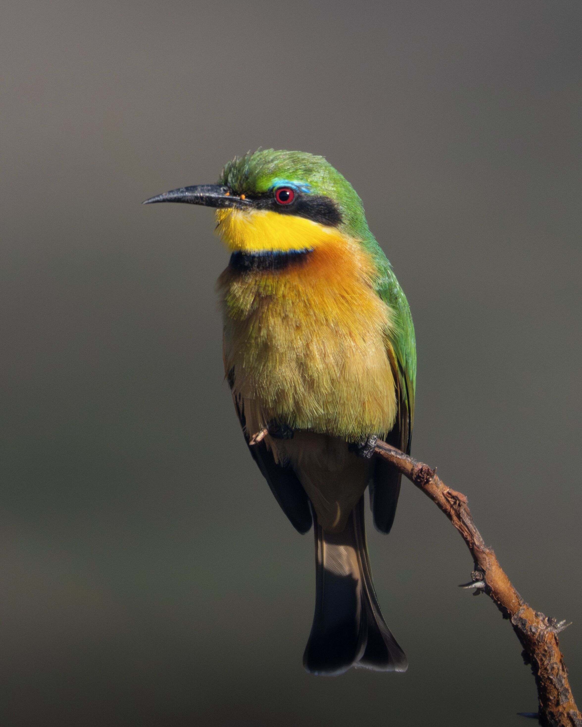 Un oiseau était perché sur une branche.