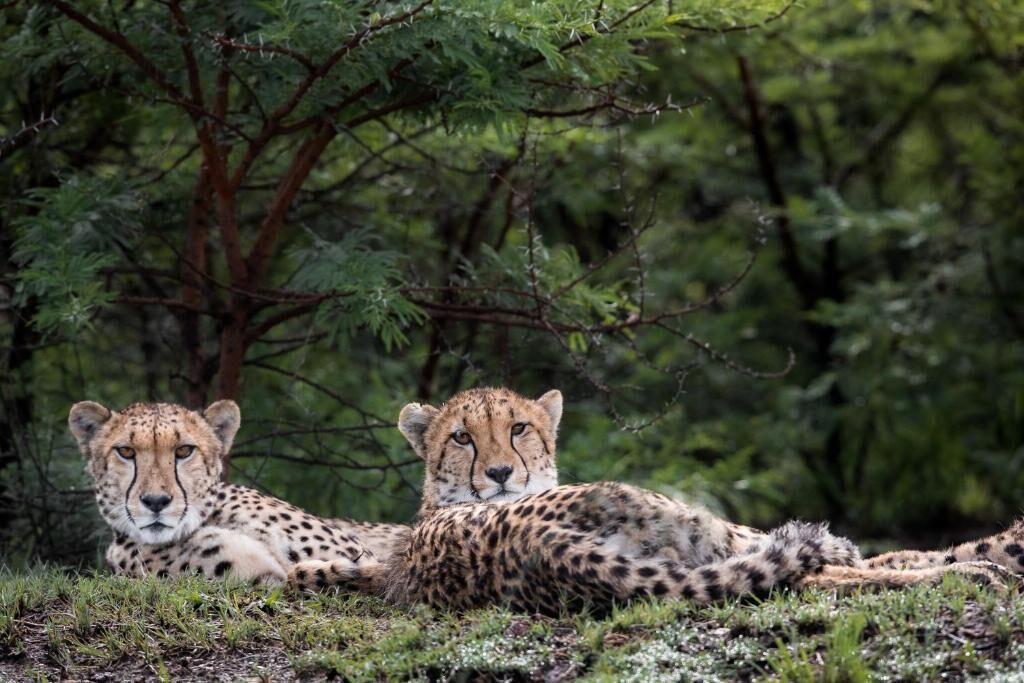 Two cheetahs lying on grass with trees in the background.