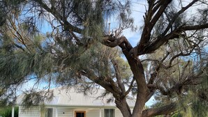 Una casa con un árbol grande al frente, una puerta principal y un césped bien cuidado.