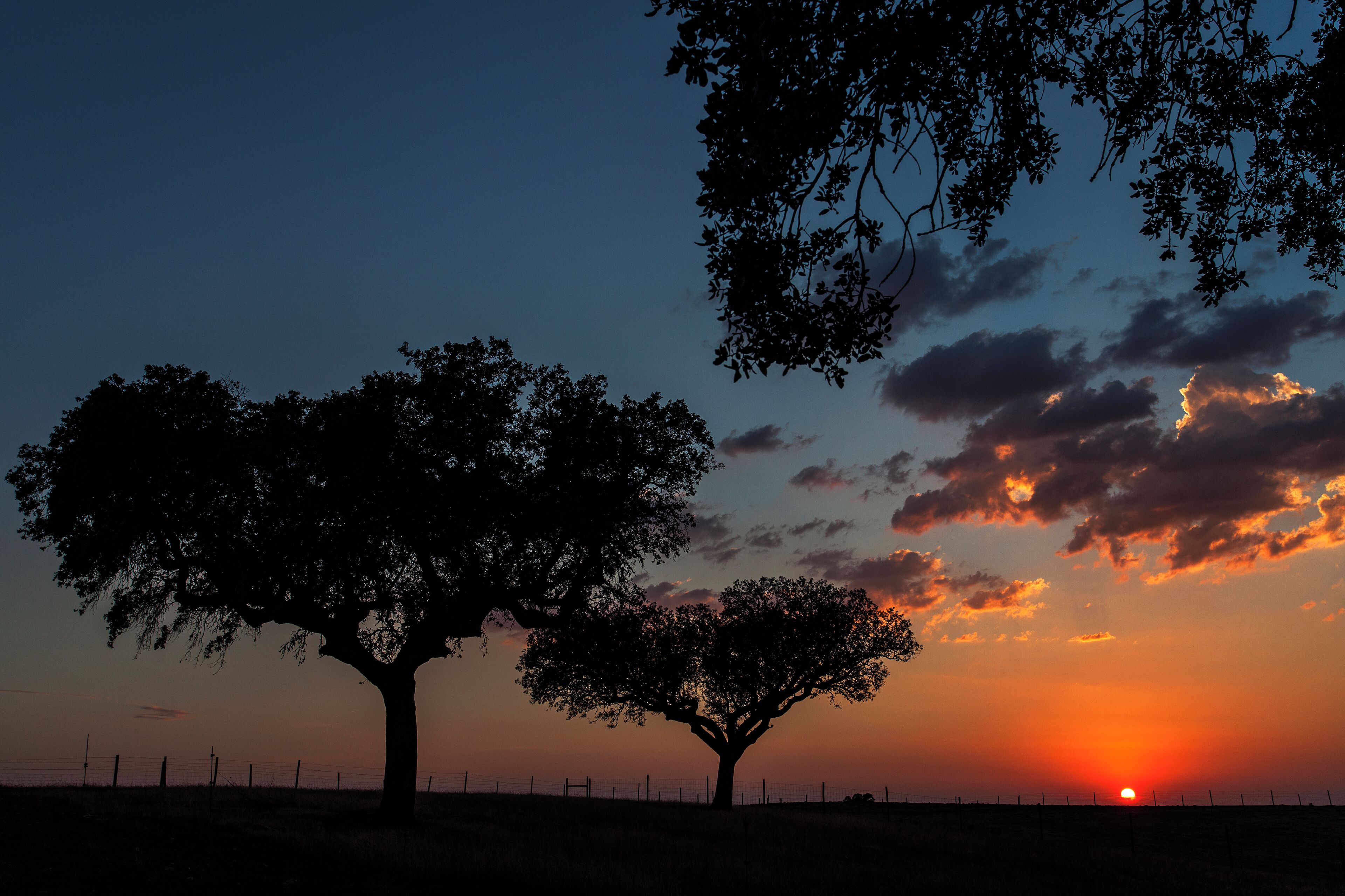 A tree silhouette against a sunset sky.