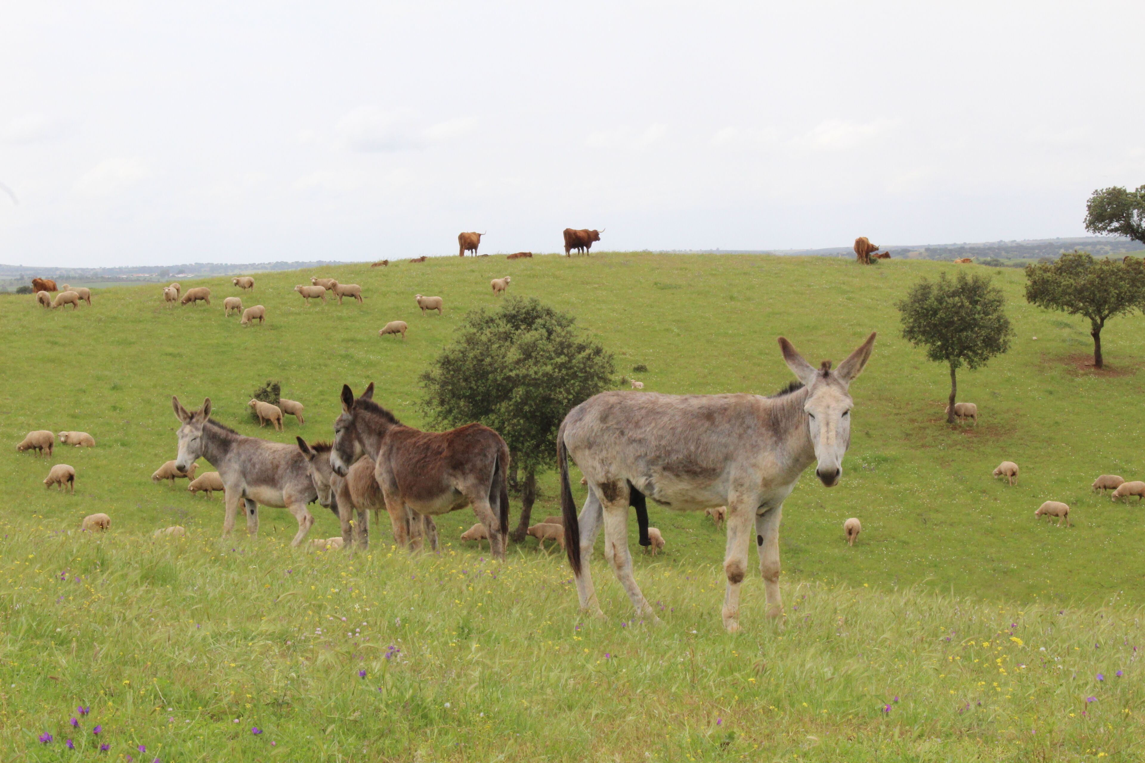 A field with animals grazing, including donkeys and sheep.