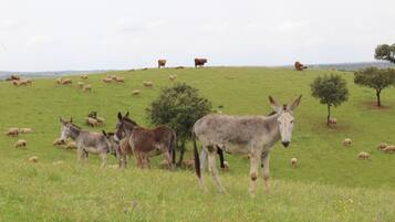 A field with animals grazing, including donkeys and sheep.