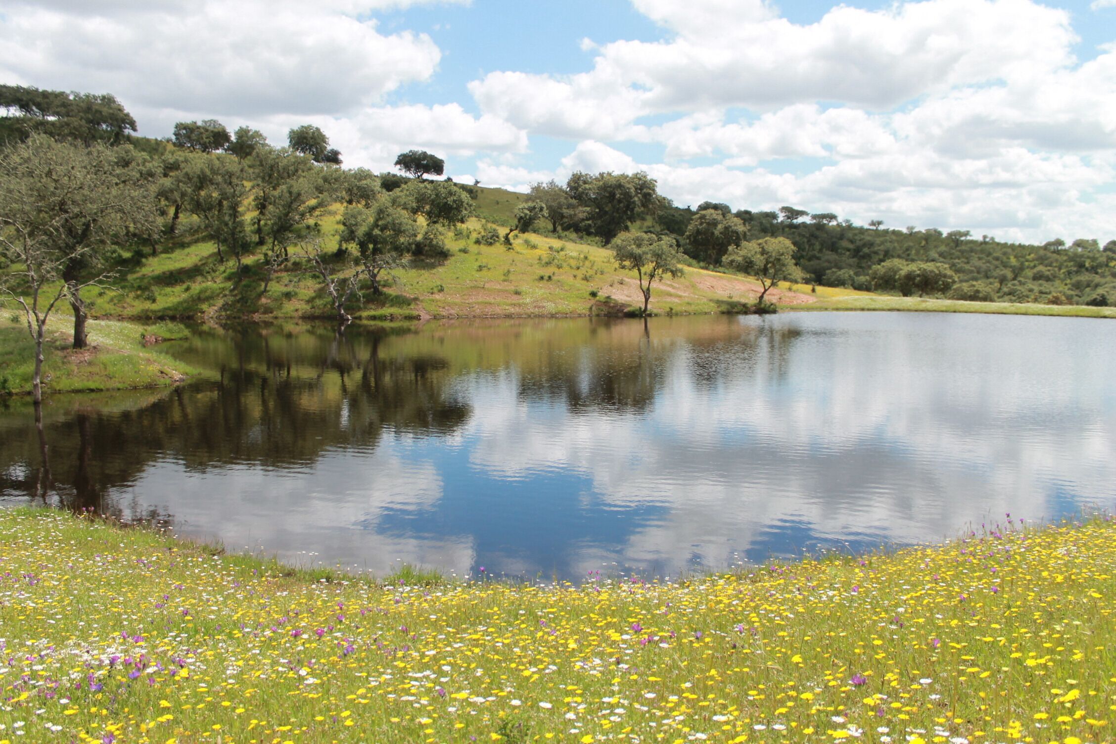 Un lago sereno con un primer plano de hierba y árboles al fondo.