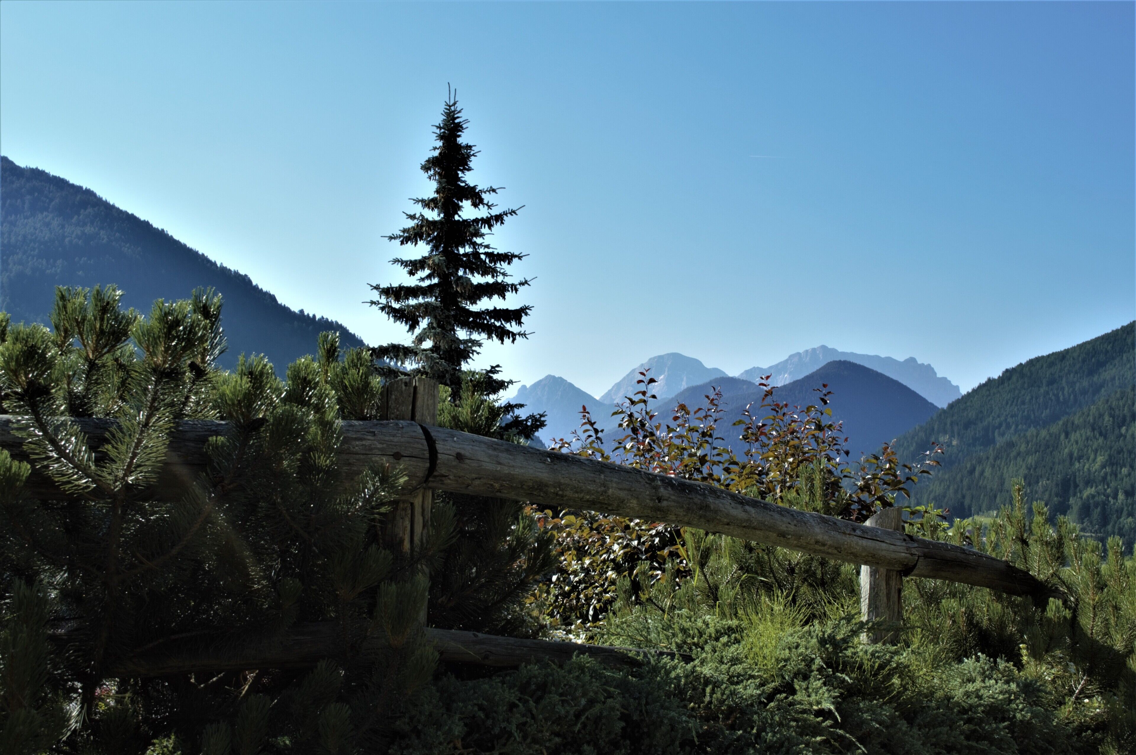 A mountainous landscape with a fallen log in the foreground and a coniferous tree.