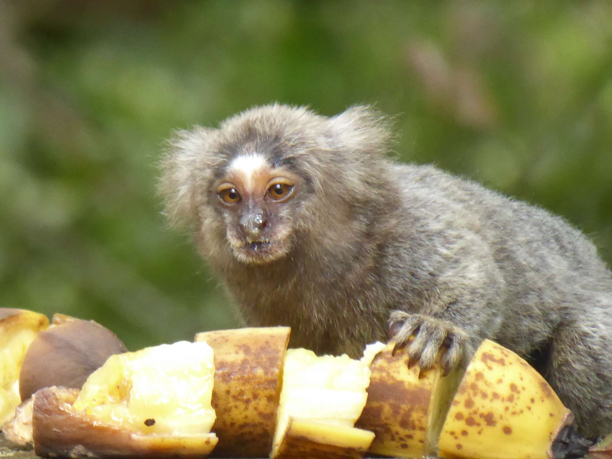 Un mono con pelaje sentado en una mesa con trozos de plátano.
