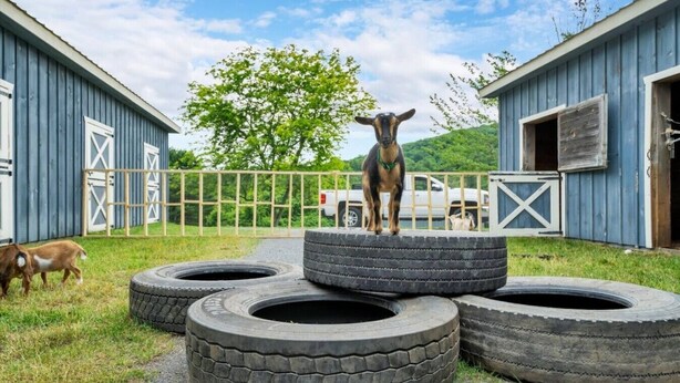 A dog on a tire, surrounded by tires, with a fence and buildings in the background.