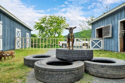 Boutique Farm Stay | 30 Scenic Acres & Baby Goats