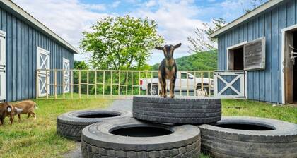 Boutique Farm Retreat | Highland Cow * Baby Goats * Bunnies
