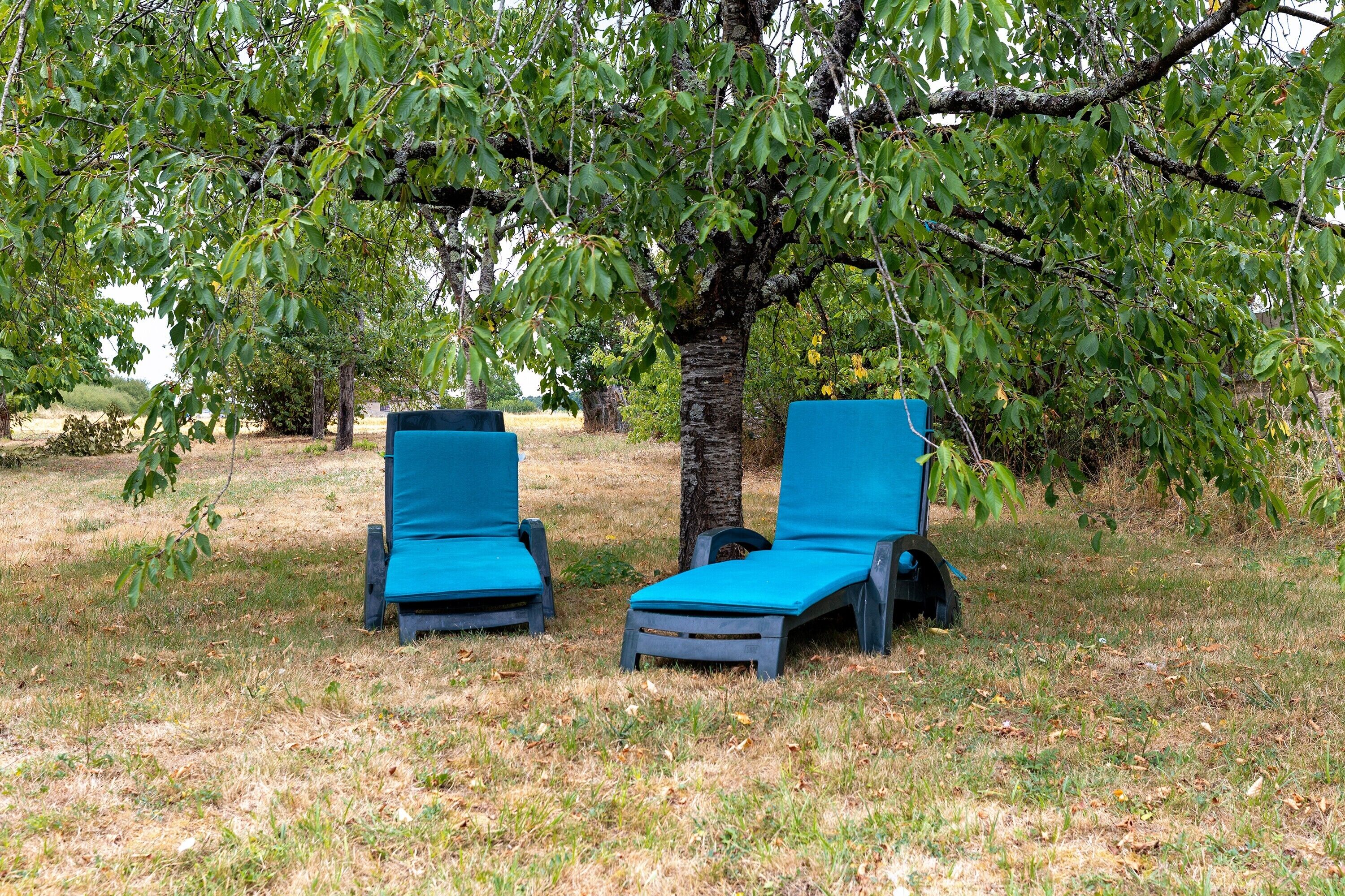 Zwei blaue Liegestühle unter einem Baum auf einer Wiese.