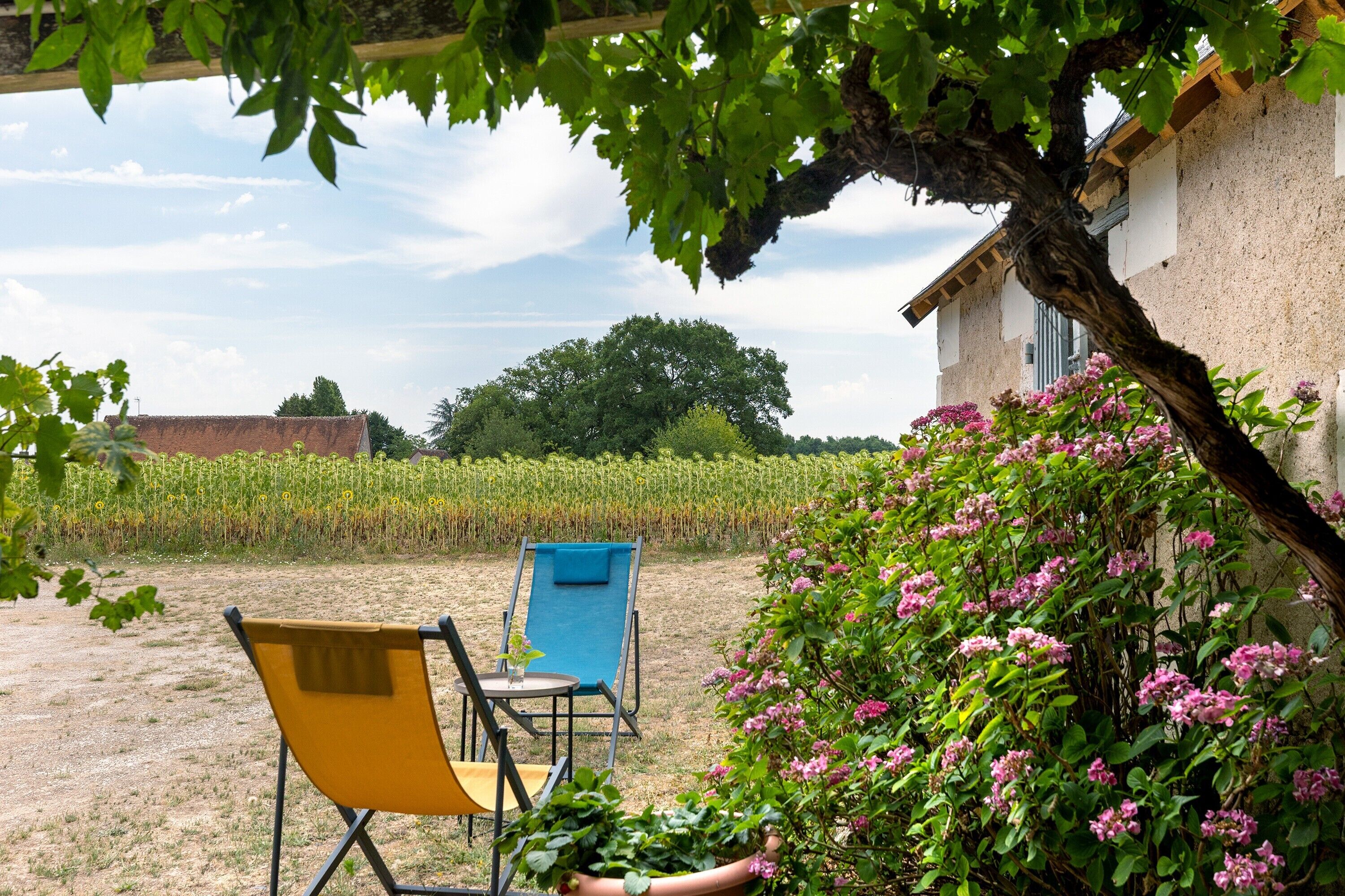 Ein Garten mit Stühlen, einem Blumentopf und einem Gebäude.