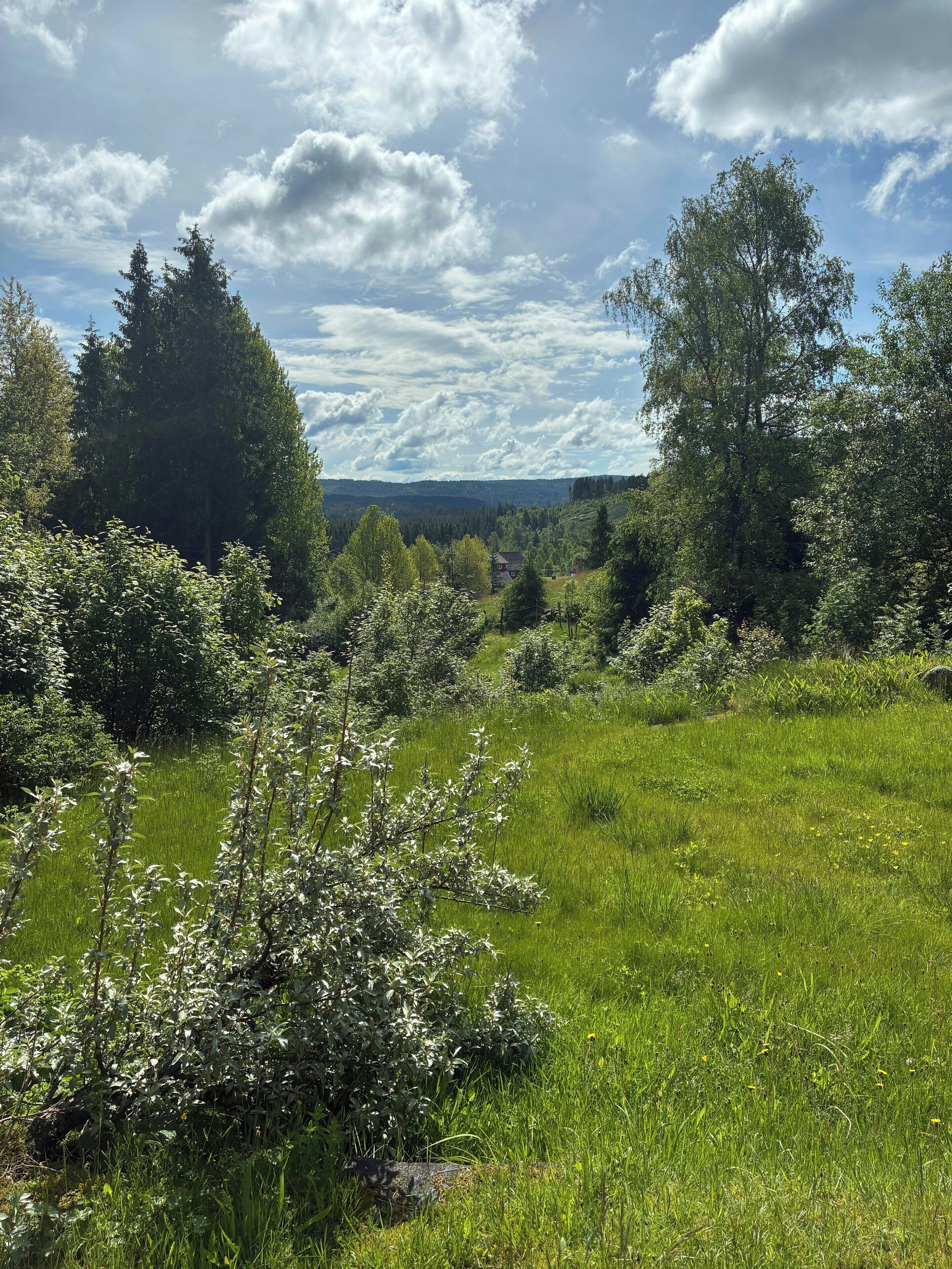 En gräsklädd åker med träd och ett hus i fjärran.
